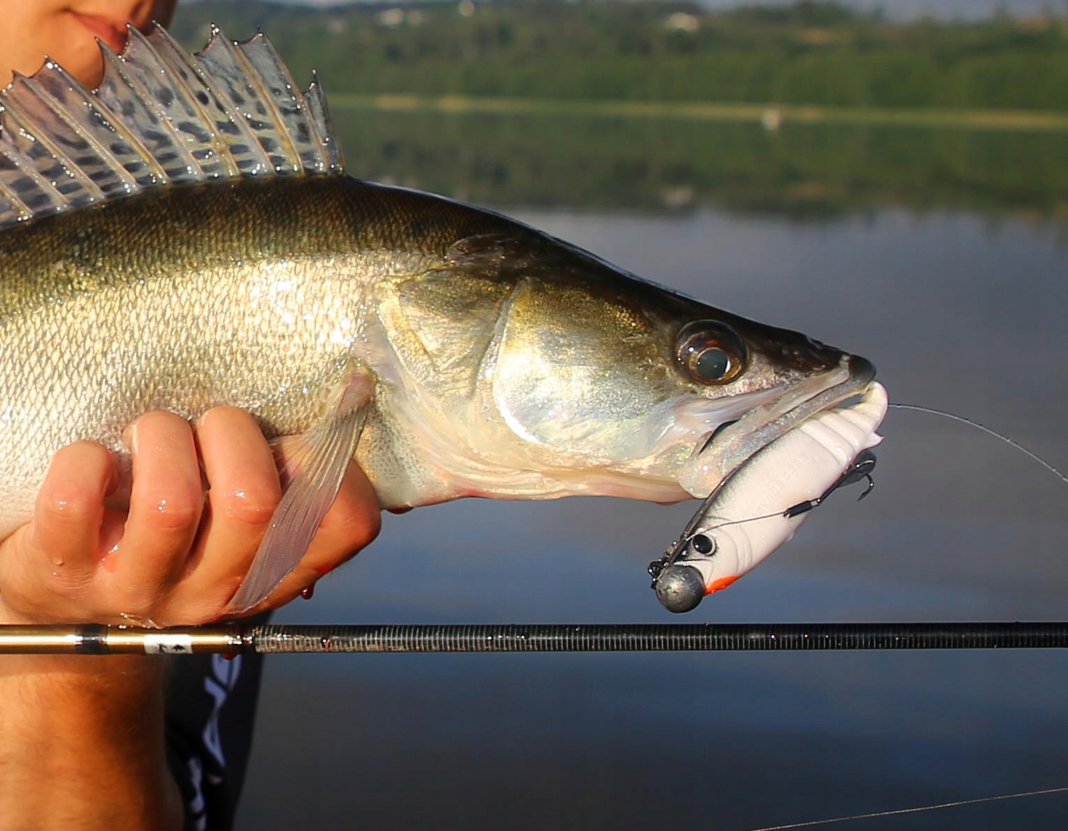 Savage Gear CANNIBAL * SUPER KILLER 15cm - Clown Marka Savage Gear