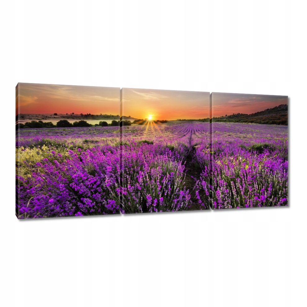 Obraz 150x70 Pole levandule Západ