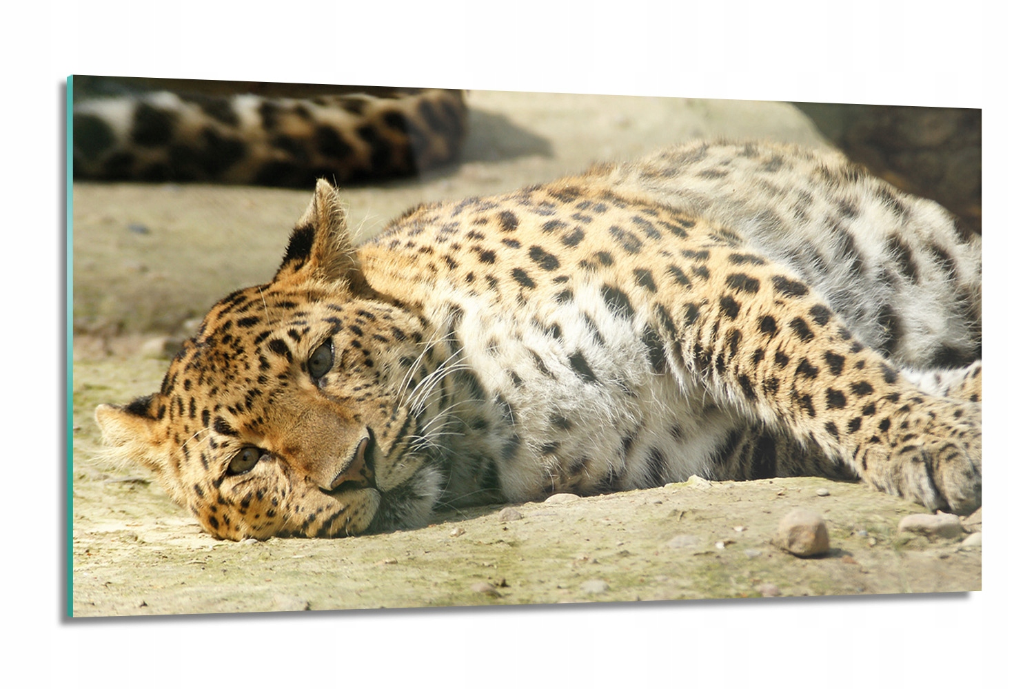 dekor Ležiaci gepard s potlačou 120x60, moderný