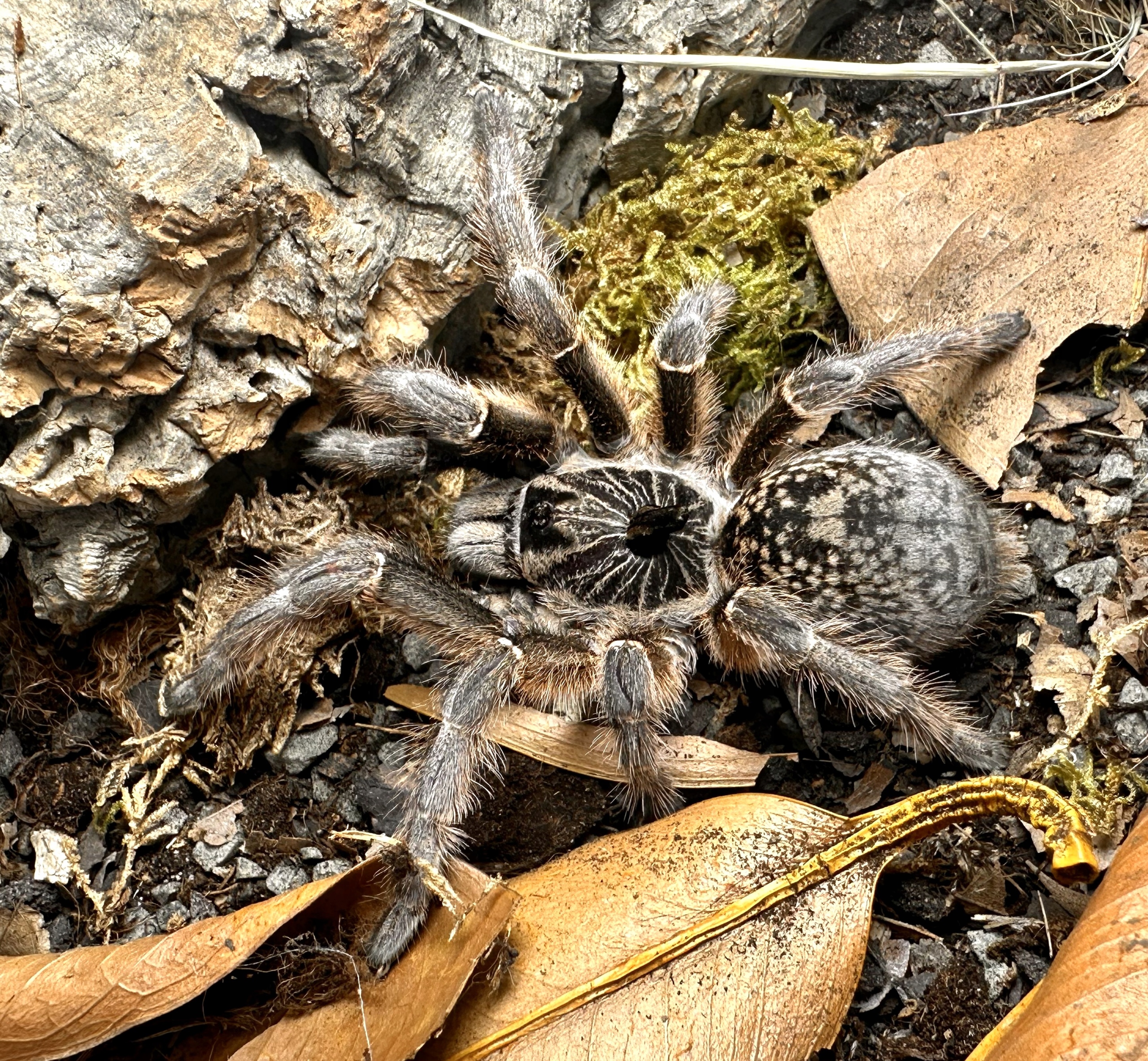 PAJĄK PTASZNIK CERATOGYRUS MARSHALLI SAMICA 3-3,5 DC 