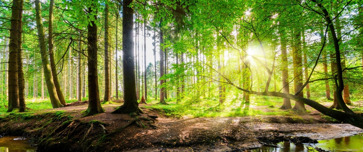 

Fototapeta Flizelinowa Las słońce 250x104