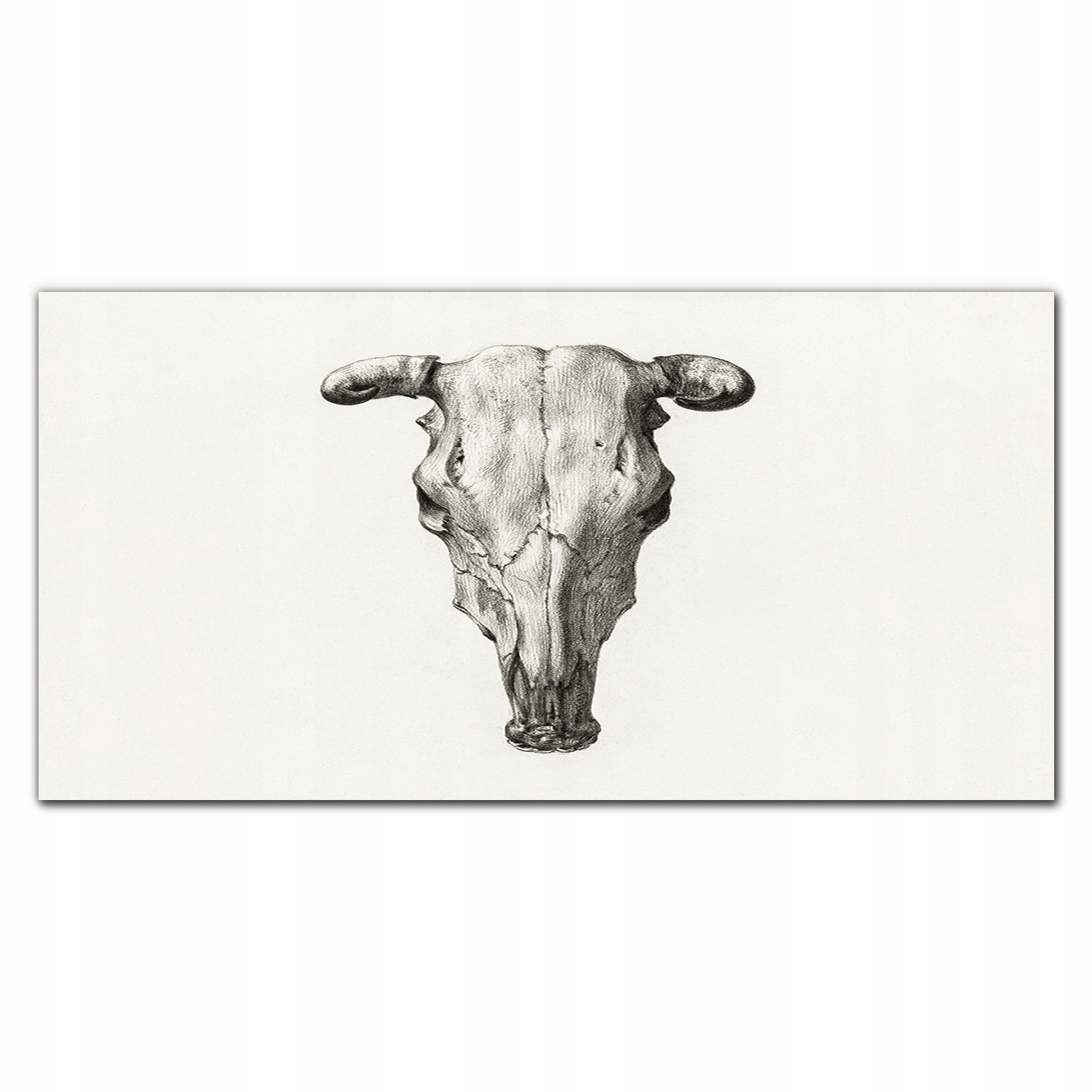 Obraz na plátne Zviera krava lebka 140x70 cm