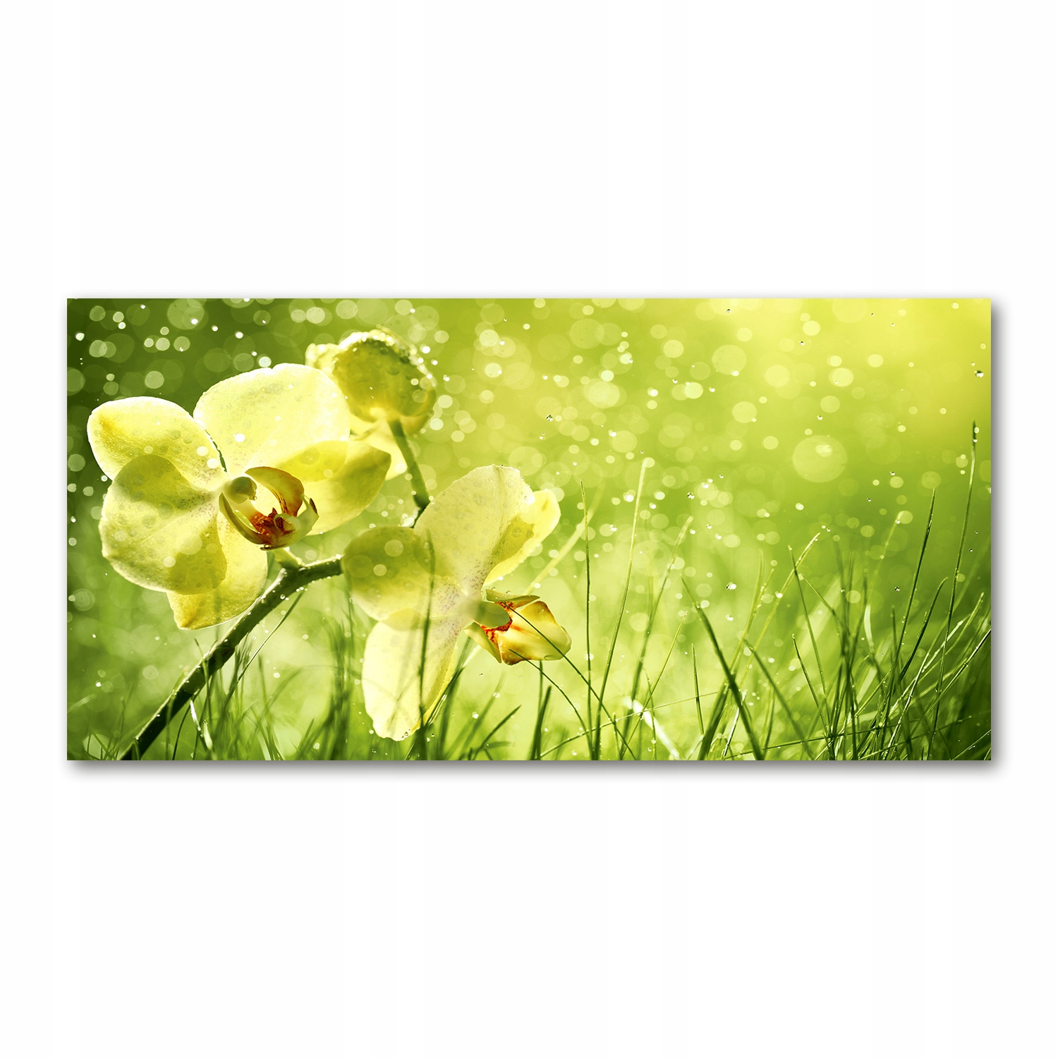 

Foto obraz duży akrylowy Orchidea zdjęcie 140x70cm