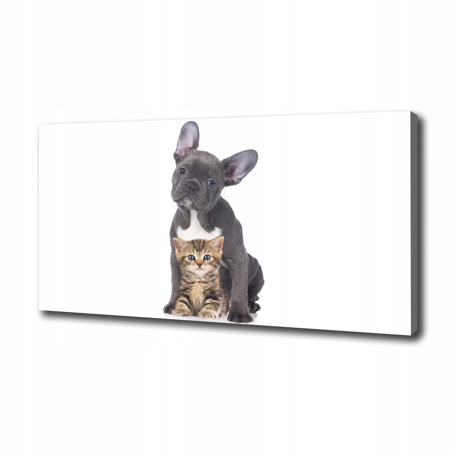 

Foto obraz canvas na ścianę Pies i kot 100x50 cm