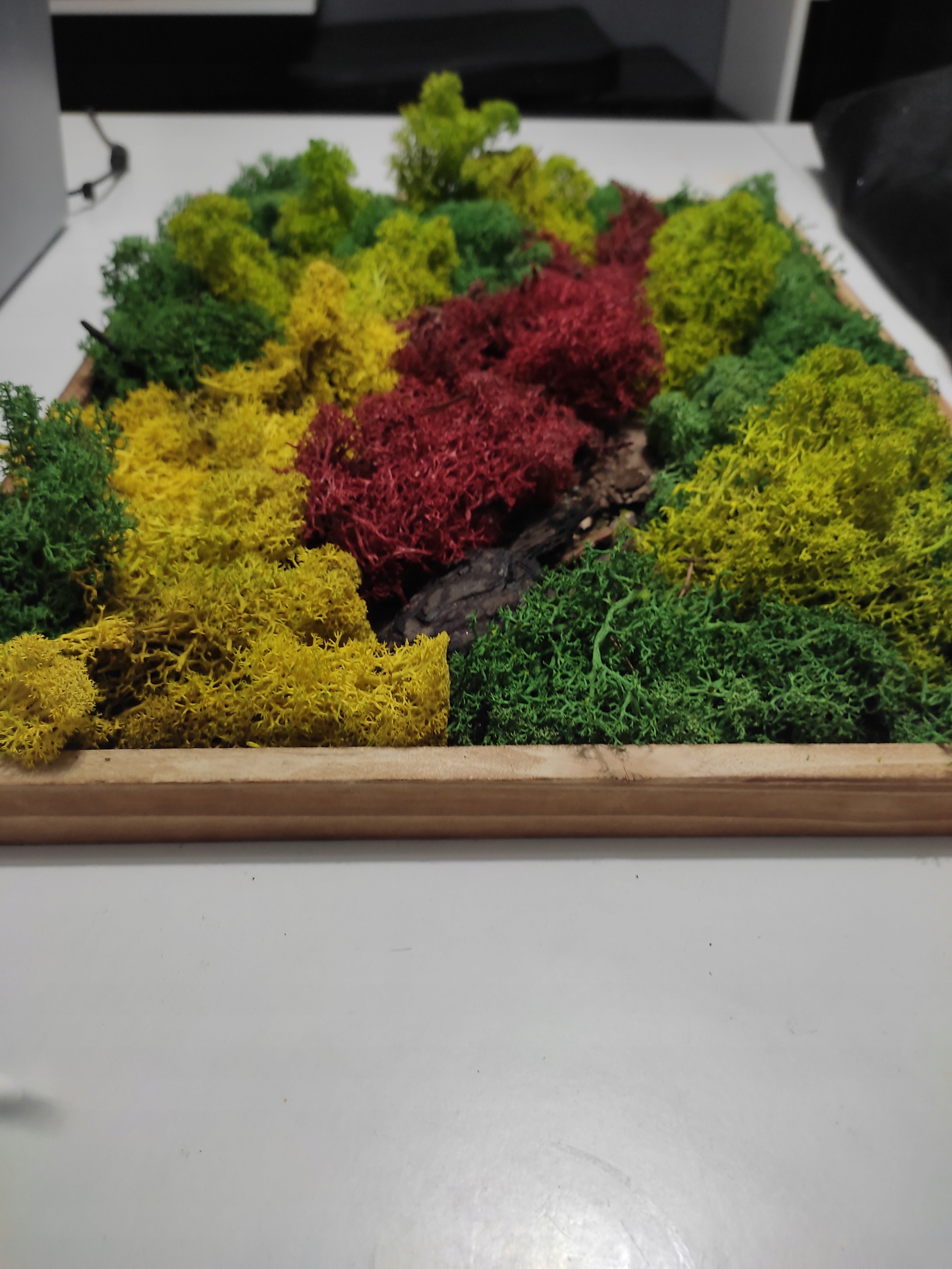 obraz z mchu chrobotek żywy obraz Rodzaj mech chrobotek