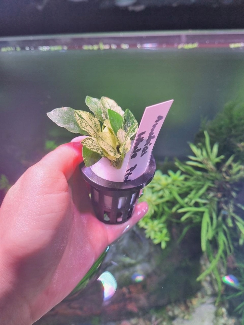 Anubias White Pinto unikat - koszyk