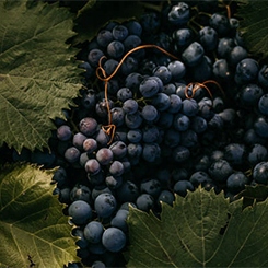 ANWEN SASZETKA Maska do włosów średnioporowatych 10 ml Typ włosów puszące się