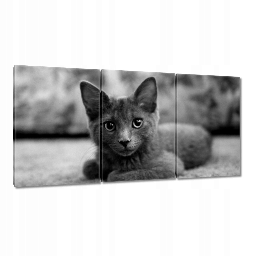 

Obrazy 120x60 Kot Kotek Koty Kicia