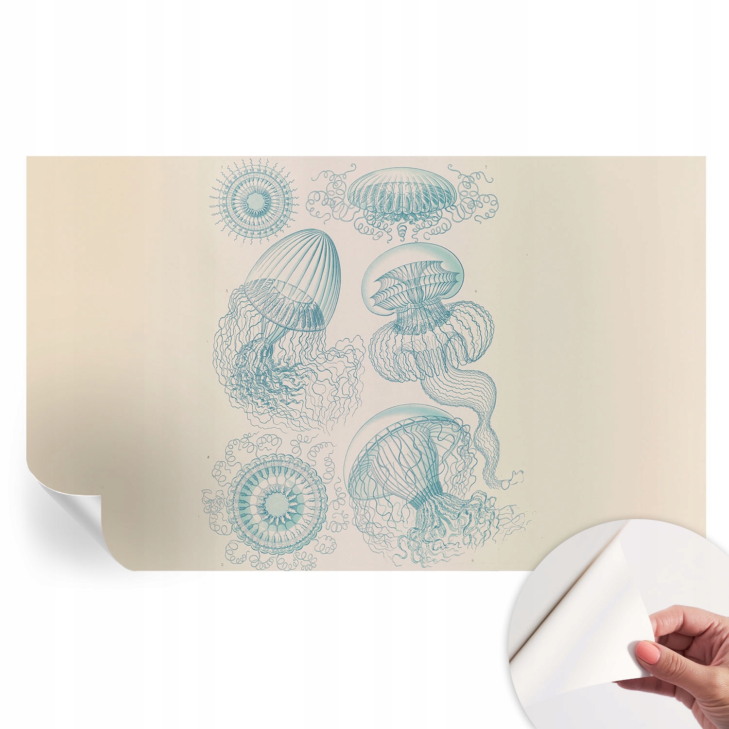 Samolepiaca dekoratívna fototapeta do spálne Morské medúzy 416 x 254 cm