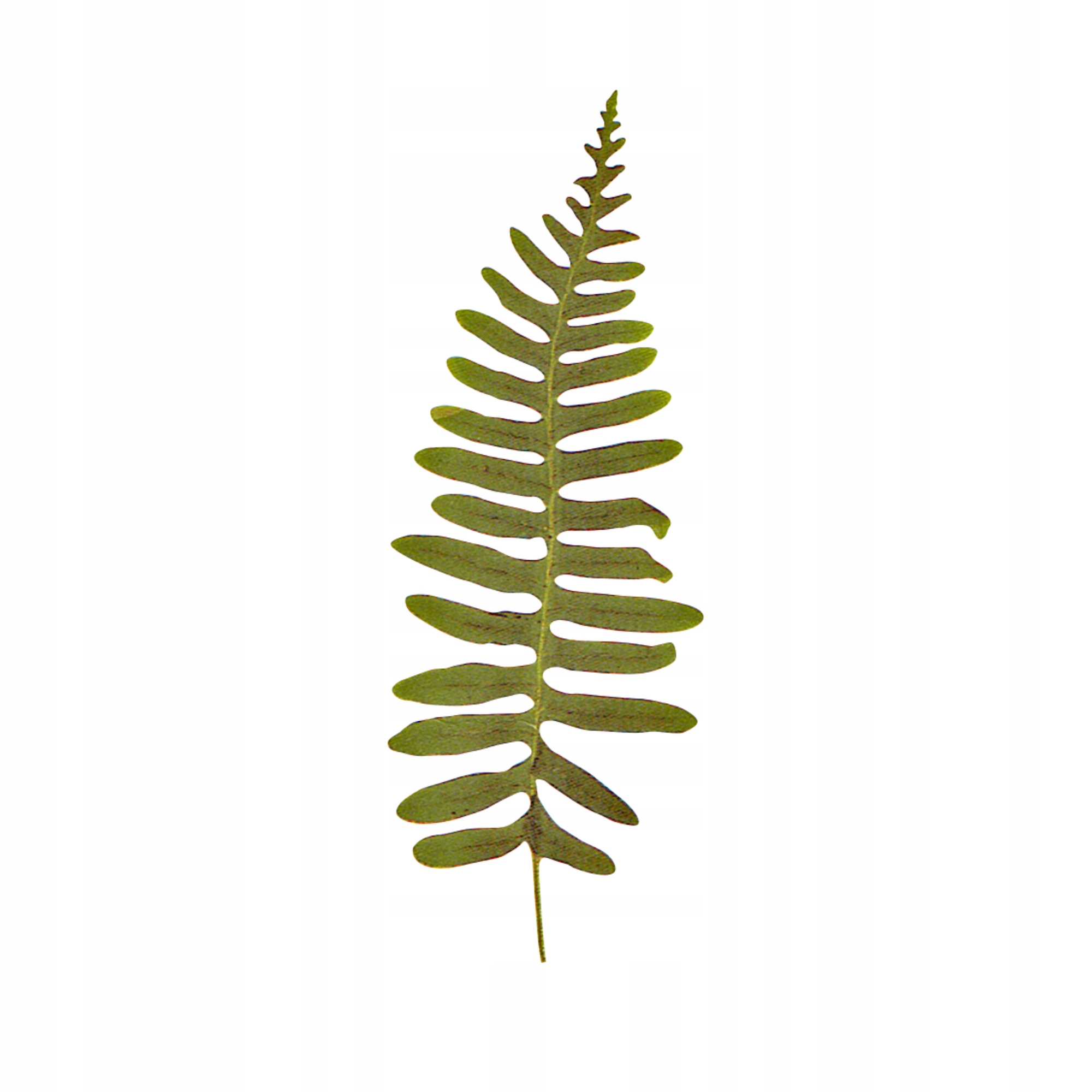 

Naprasowanka Kwiaty Termo Naklejka Aplikacja