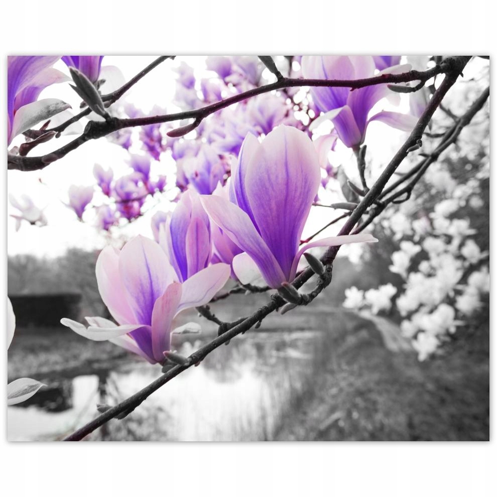 

Plakat 50x40 Magnolia Kwiatki Kwiaty