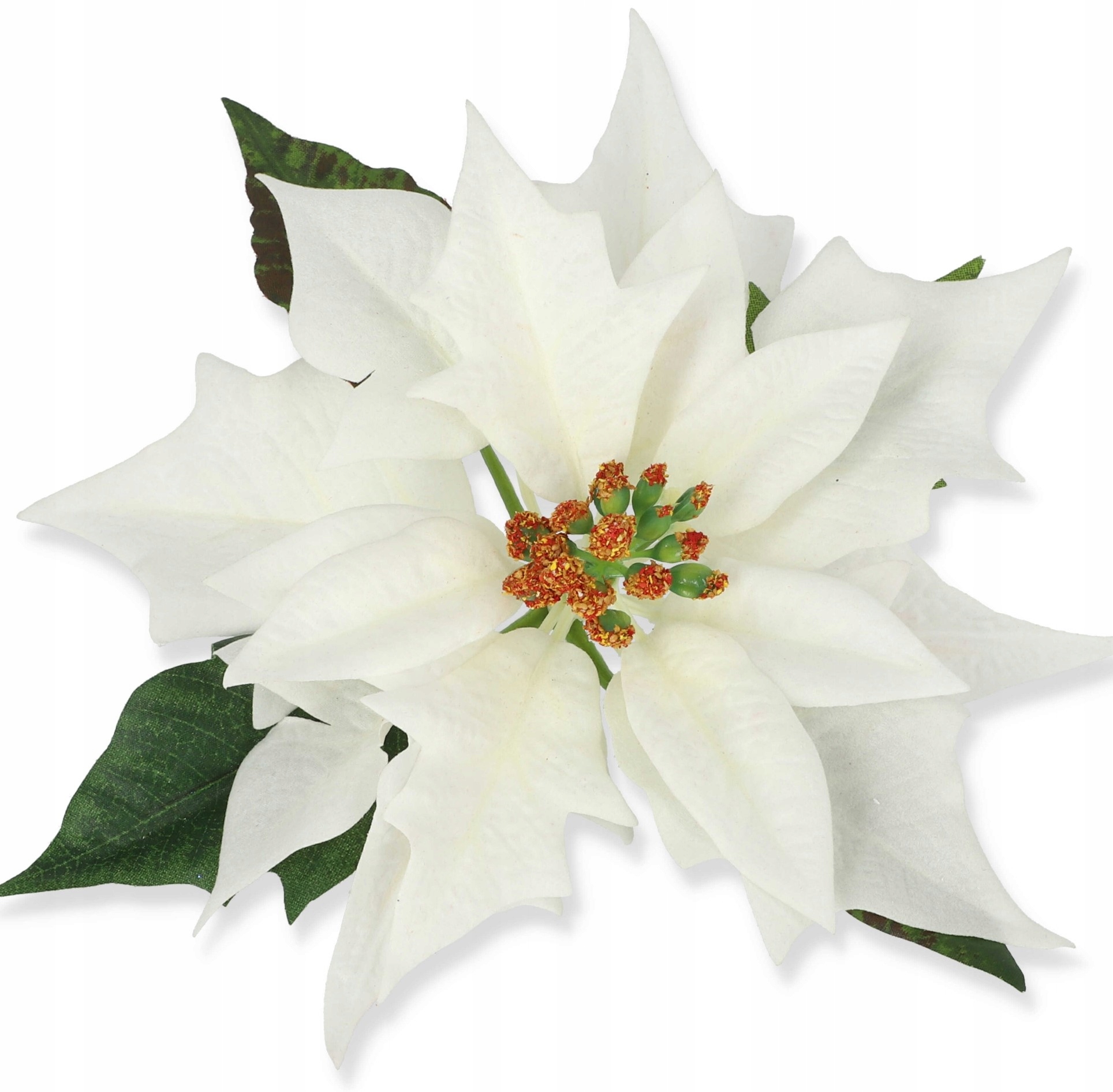 

Gwiazda Betlejemska Welwetowa Duża 20 Jas