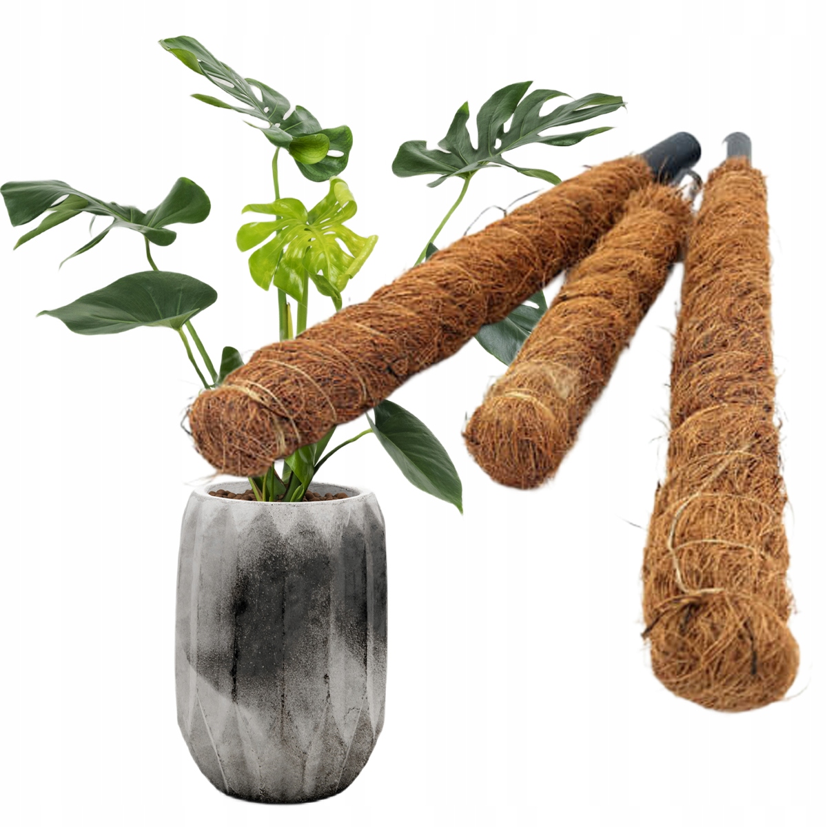 

Palik kokosowy tyczka podpora do roślin 50cm/25mm