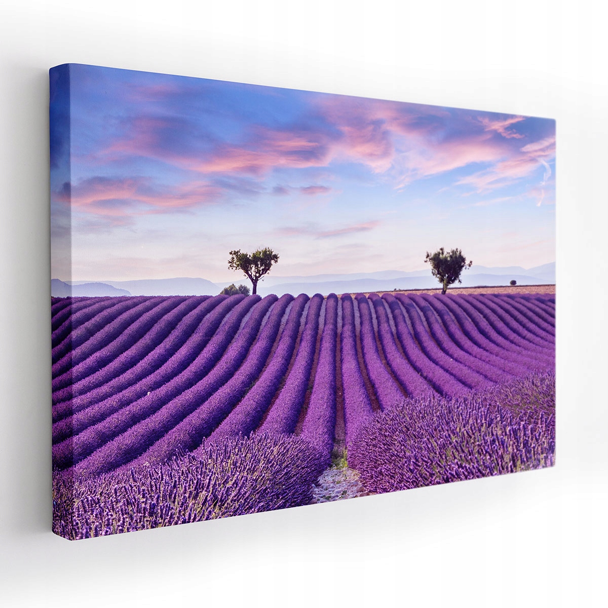 

Obraz na Płótnie Canvas 120x80 Wrzosy Kwiaty 107