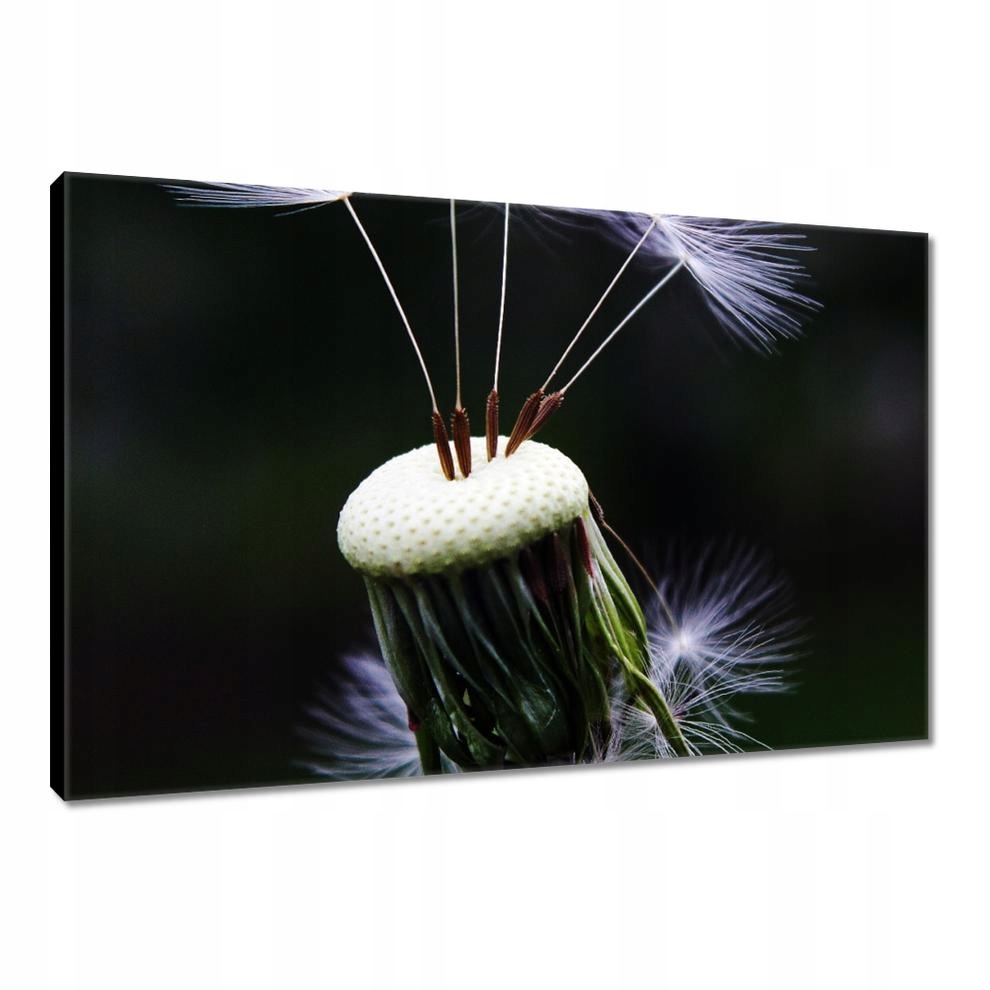 

Obrazy 90x60 Dmuchawiec Kwiat Kwiatki