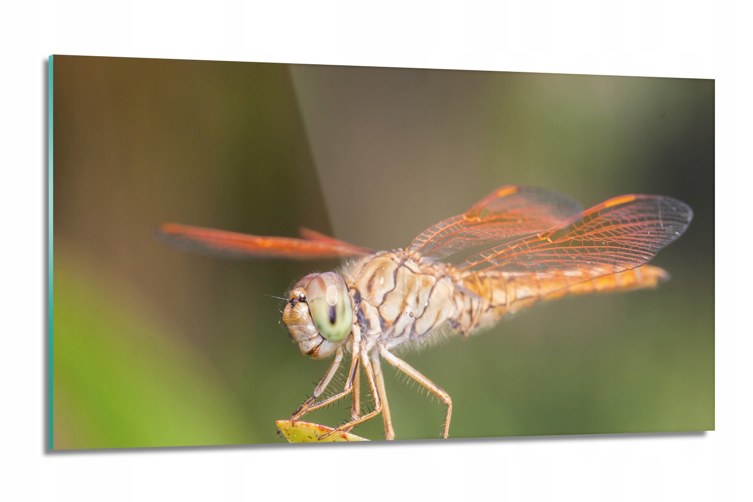 dekor Oranžová kuchynská vážka 120x60 sklo