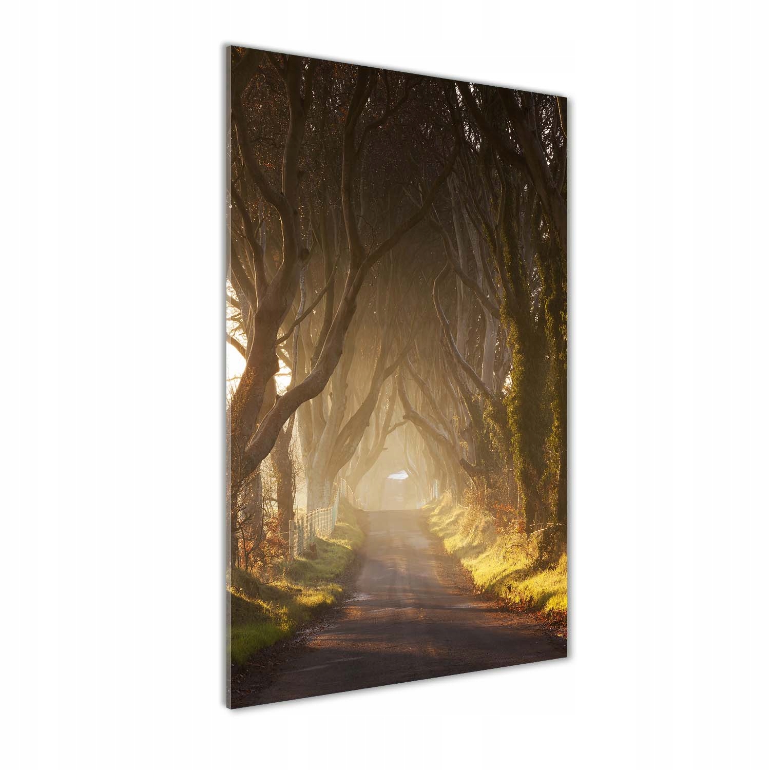 

Foto obraz na szkle pionowy Ścieżka w lesie 50x100