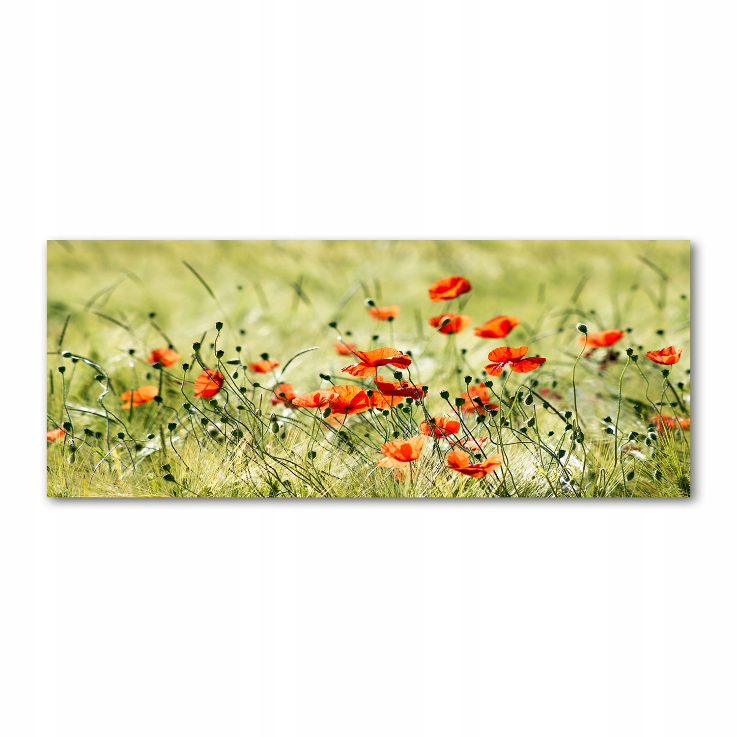 

Foto-obraz akrylowy na ścianę dużyMaki 125x50 cm