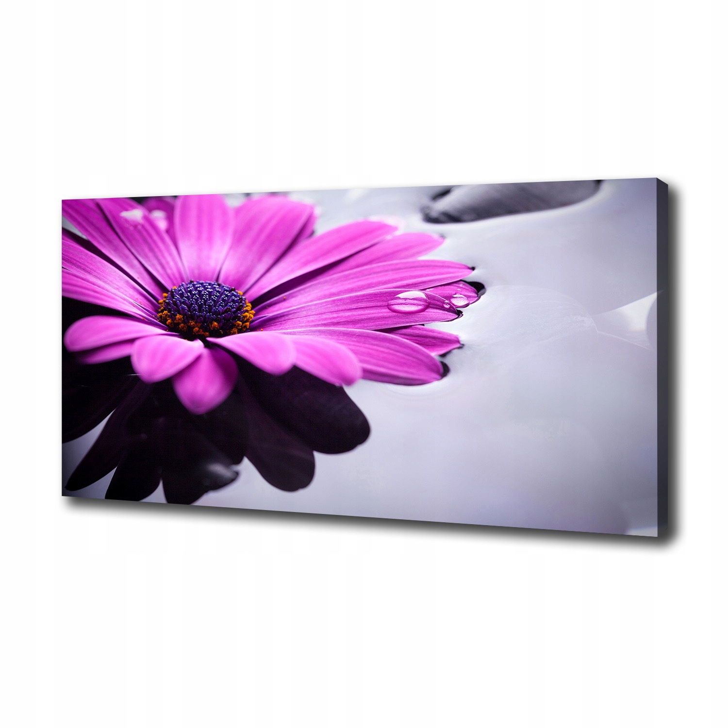 Fotoobraz canvas na zeď Gerbera 100x50 cm