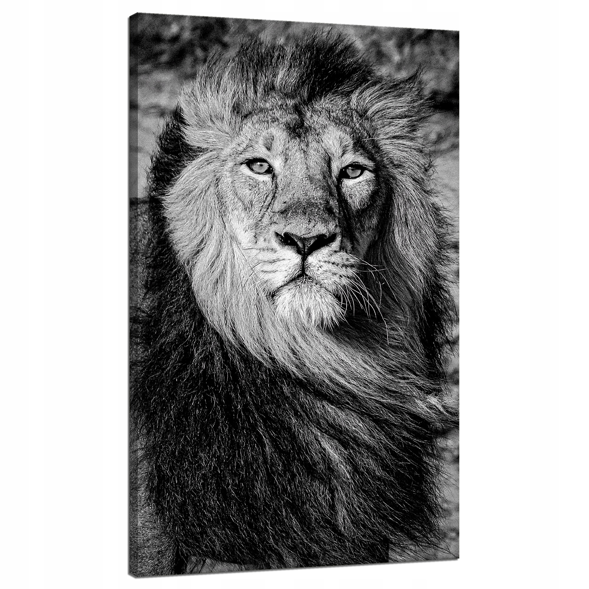 Obraz na plátně Šedá Lví hříva Obličej Oči 70x120 cm Ideální jako dárek
