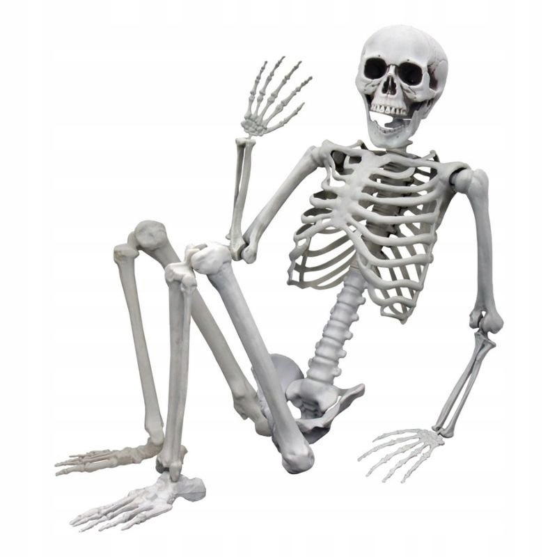 

Szkielet Człowieka Model Kościotrup Halloween 170c