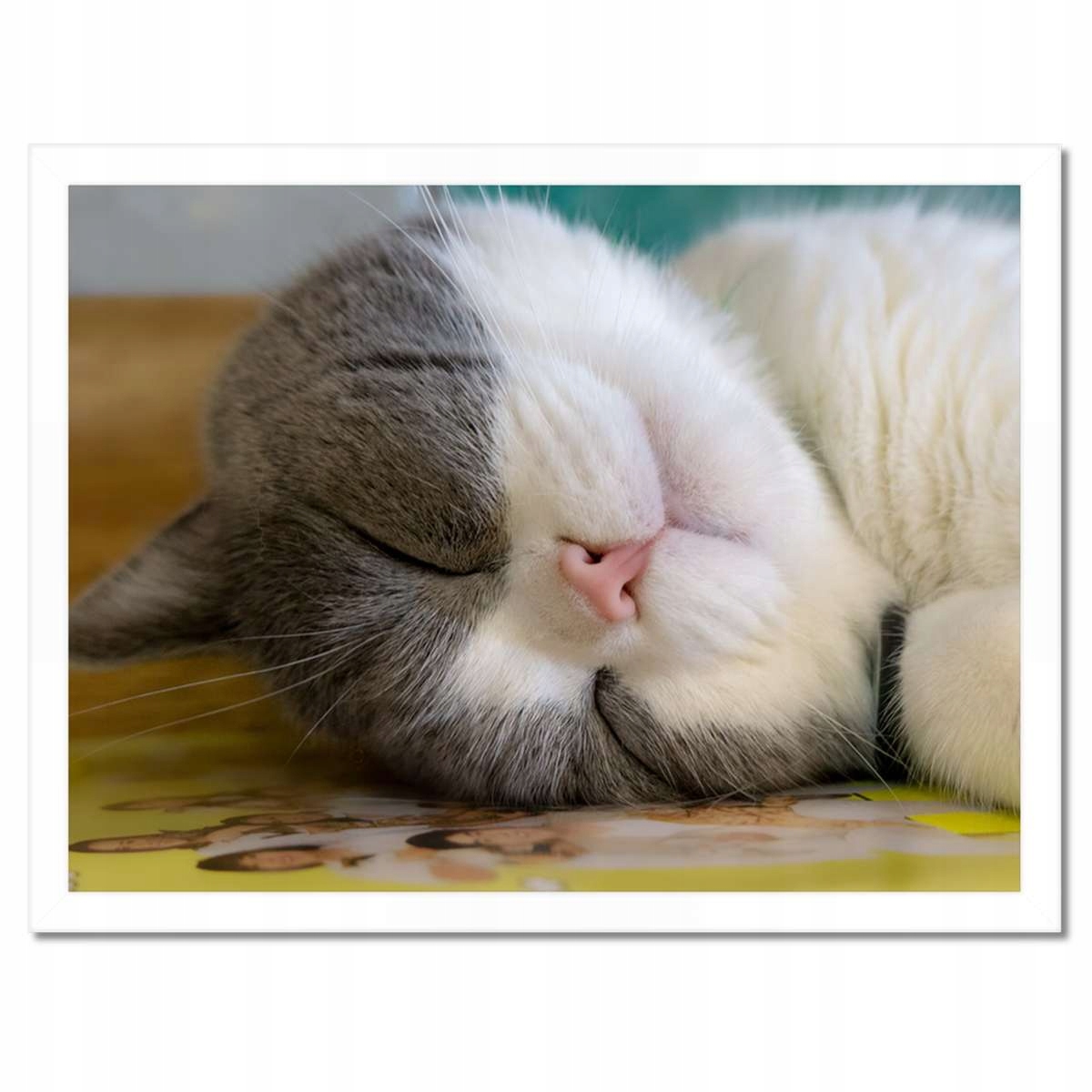 Plakáty v rámu 40x30 Kočka Kotě Kočičky Kočička