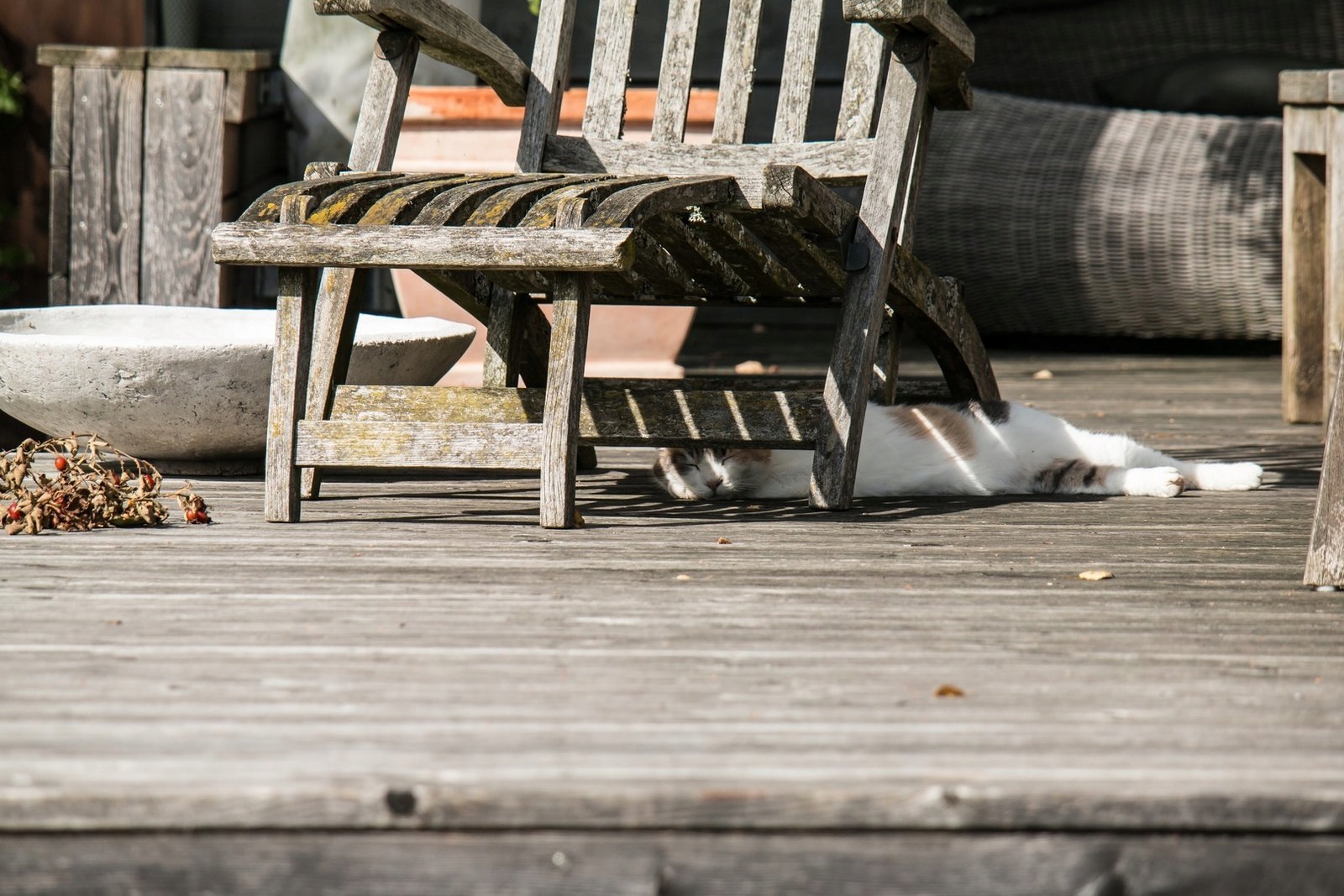 Remmers Środek do usuwania glonów mchu tarasu 2,5L Marka Remmers