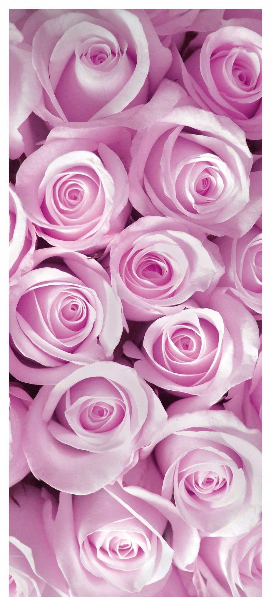 Samolepka Fototapeta Růže kvetoucí do obývacího pokoje jemné květiny 91x211