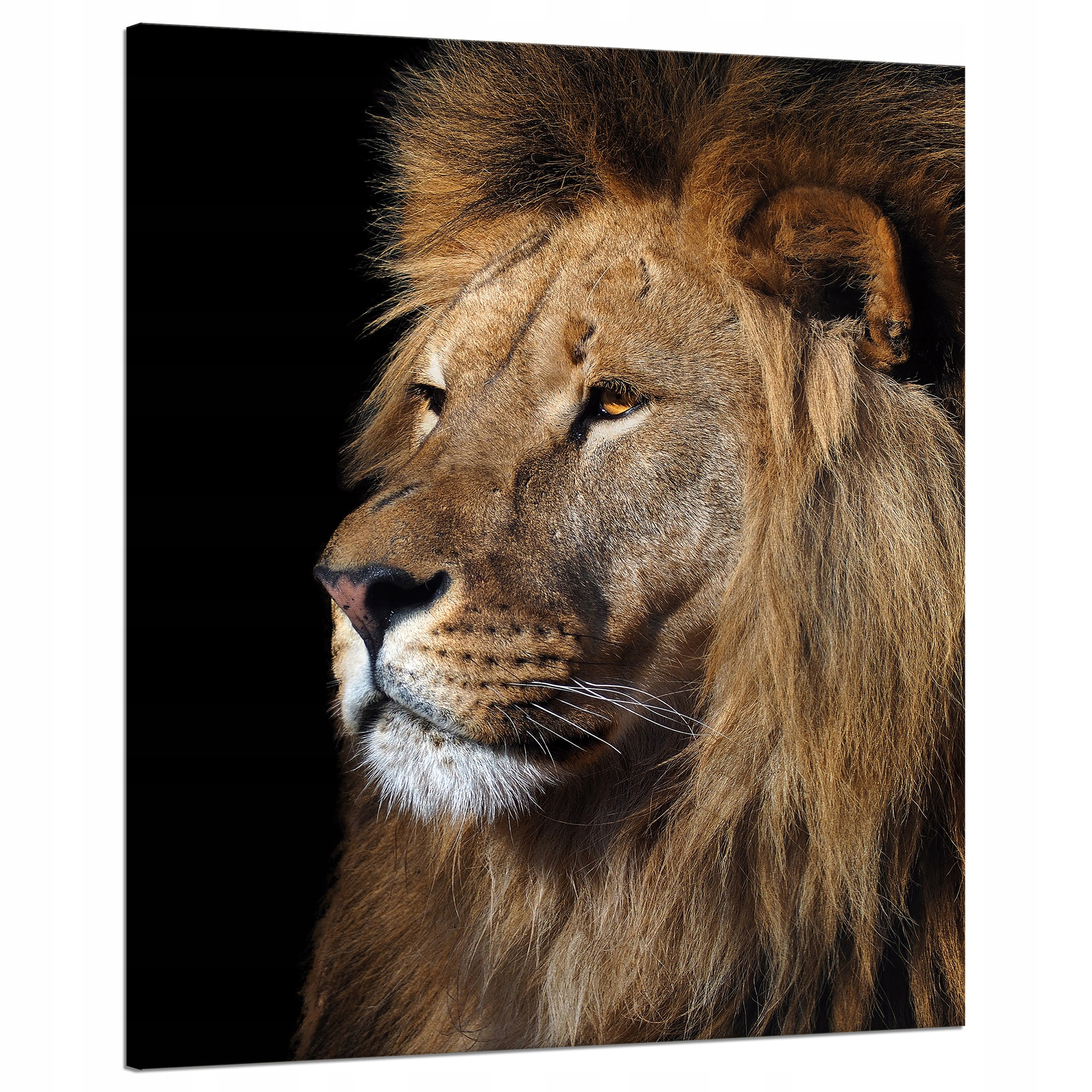 Obraz na plátně Hrozivý majestátní lev Zvíře 80x100 cm