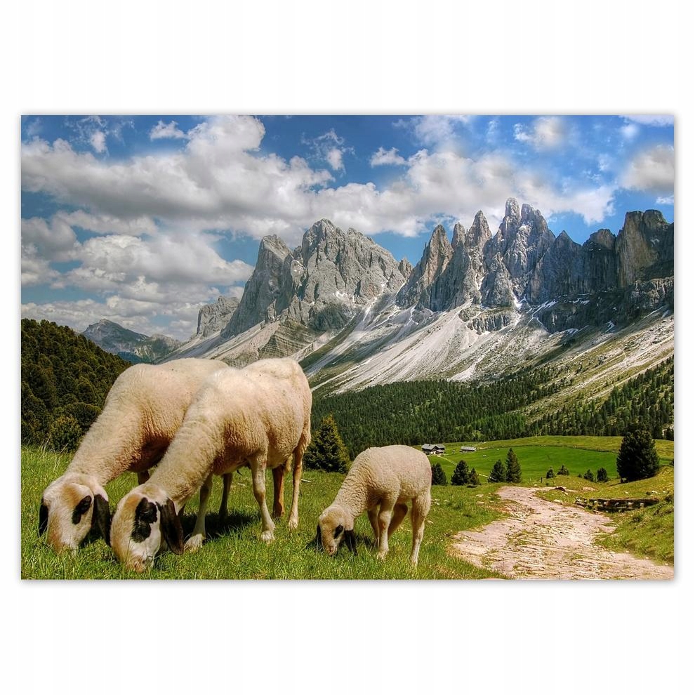 

Plakat 70x50 Góry Owce Wypas