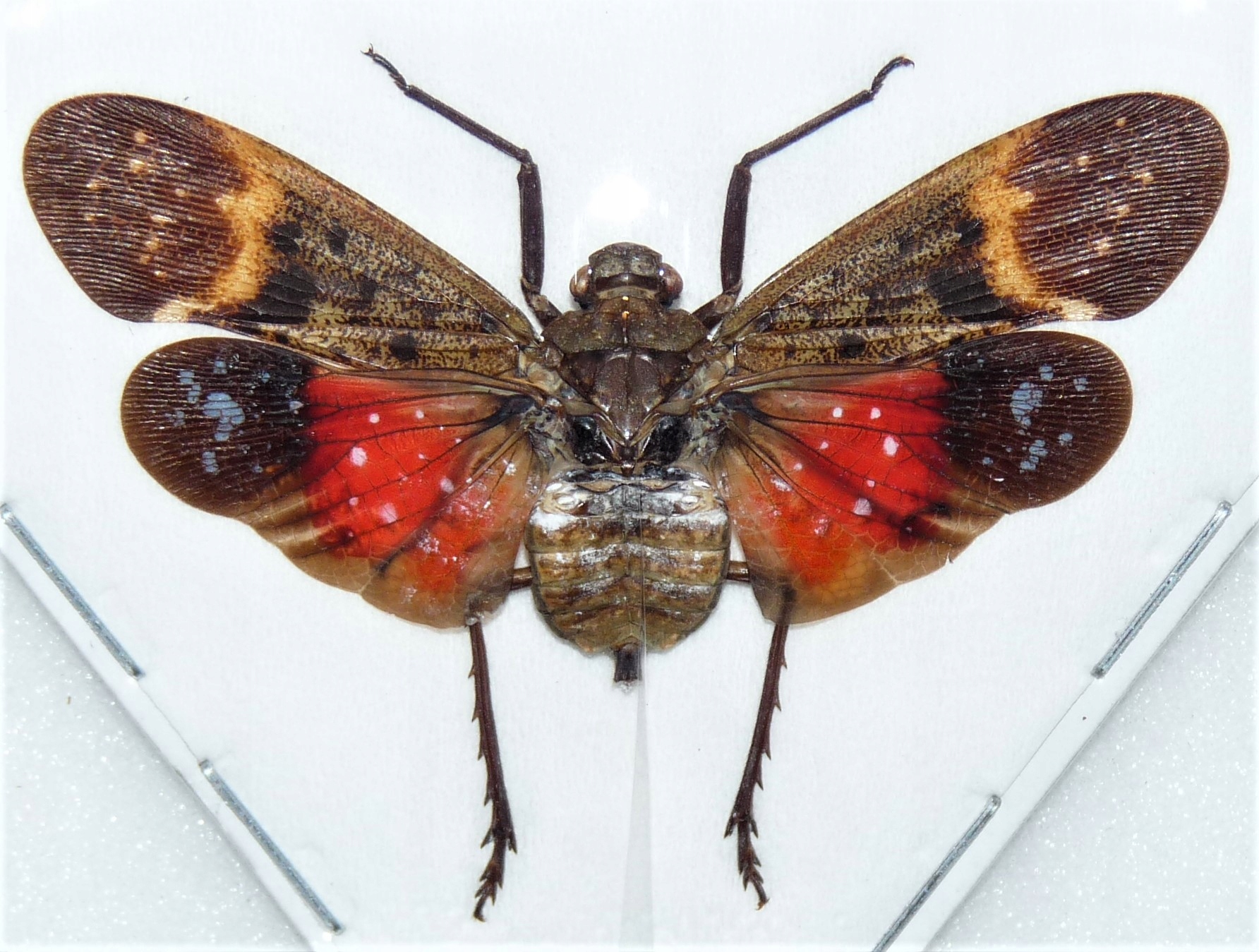 Penthicodes farinosa aeruginea 50mm