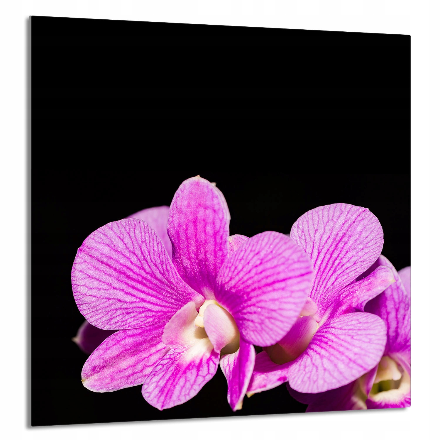 Skleněný Panel Do Kuchyně 60x65 Orchidej Tvrzené Sklo