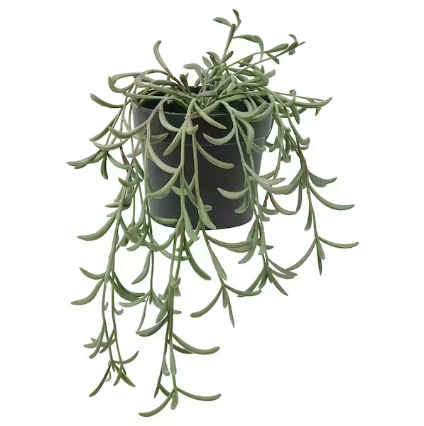 

Ikea sztuczna roślina Fejka Starzec Wiszący 13cm