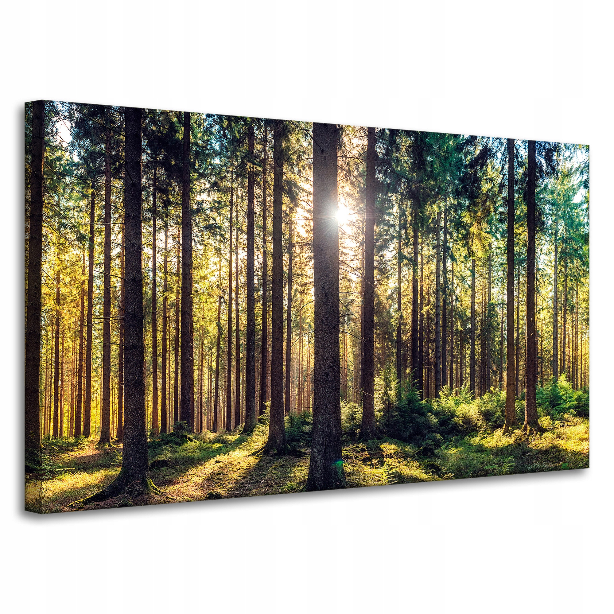 Obraz na plátně Les Slunce Stromy Jaro Ráno 100x60 cm