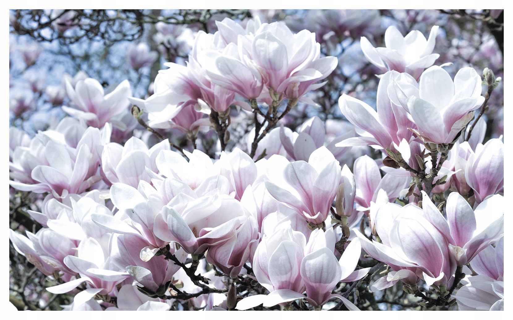 Fototapeta vlies Magnolie ružové kvety jar do obývačky 416x254 lepidlo