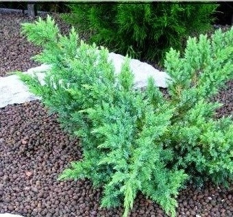 Можжевельник чешуйчатый Hunnetorp