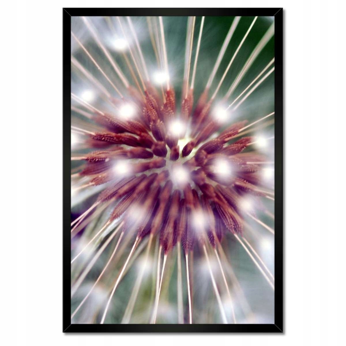 Plakáty v rámu 40x60 Pampeliška Květina Květiny