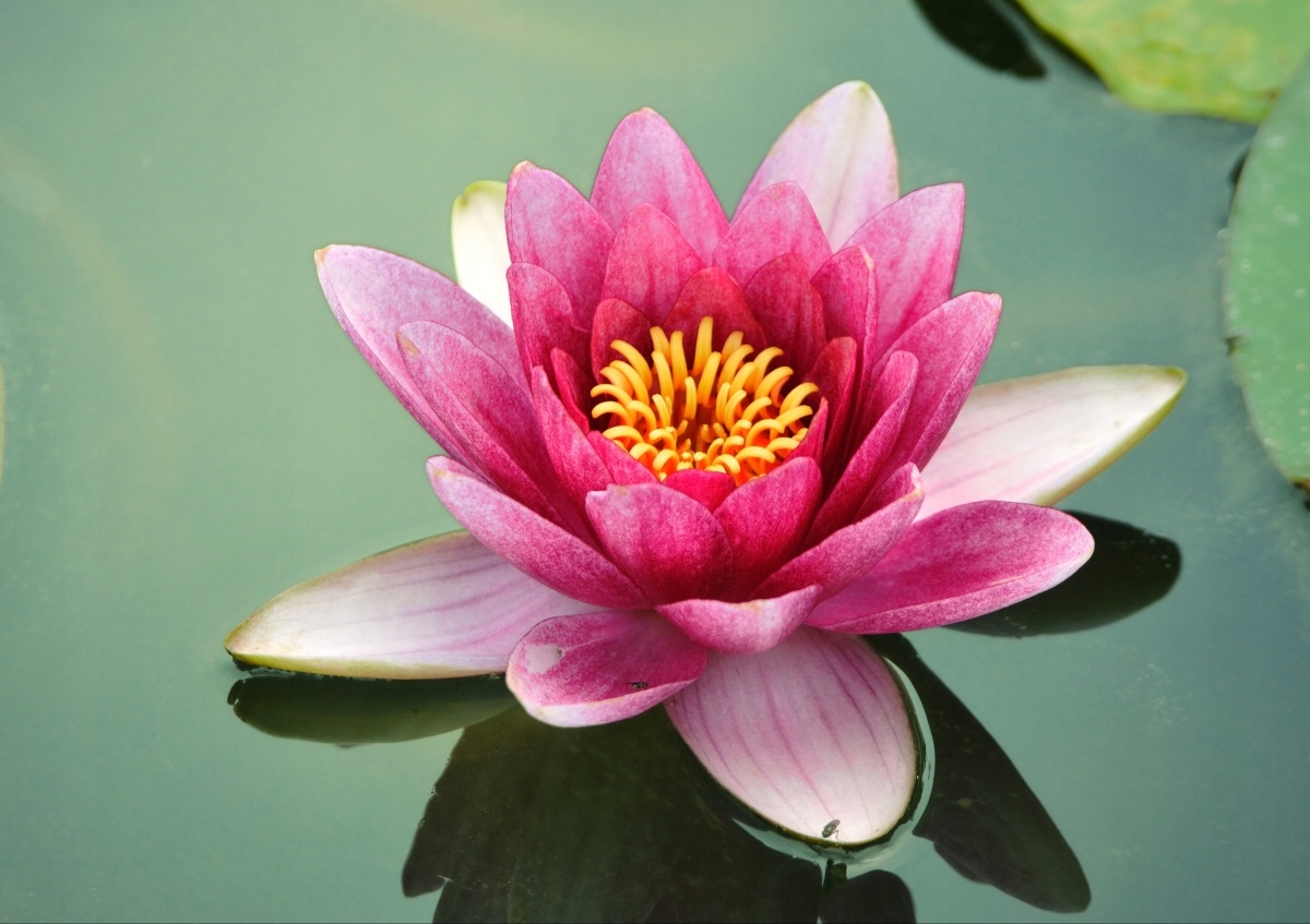 

Tapeta flizelinowa Kwiat lotosu 312x219