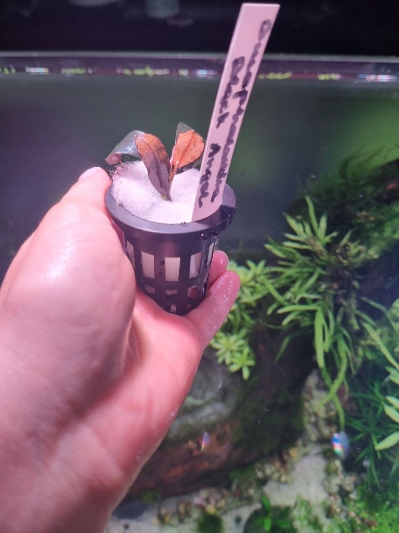 Bucephalandra Black Angel unikat - koszyk