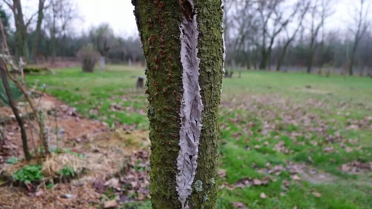 Maść ogrodnicza ochronna pasta do drzew 1kg chroni Zastosowanie grzybobójcze regeneracja inne