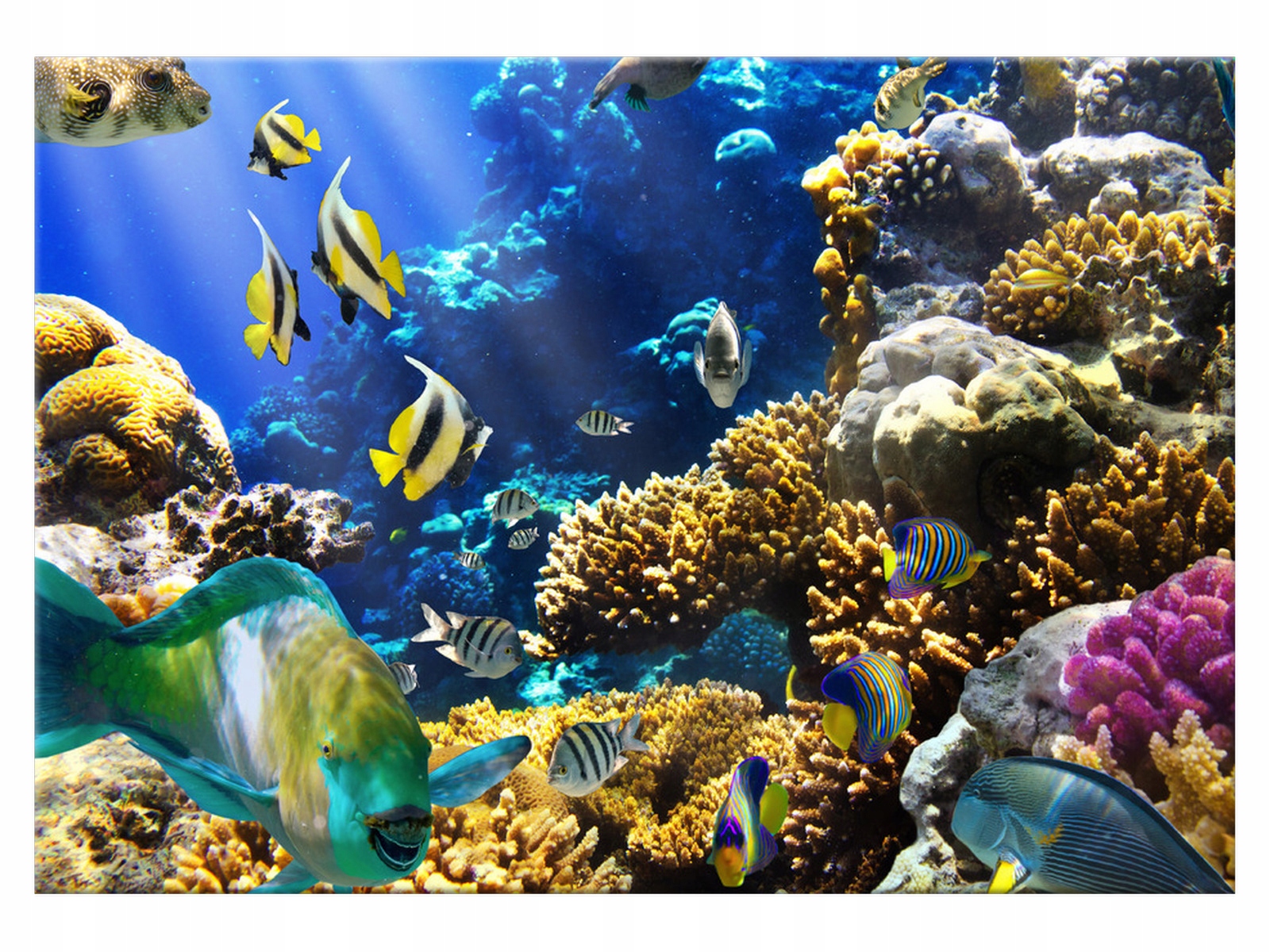 Coral life. Подводный мир океана. Подводный мир фото высокого разрешения. Красота моря 2 класс.