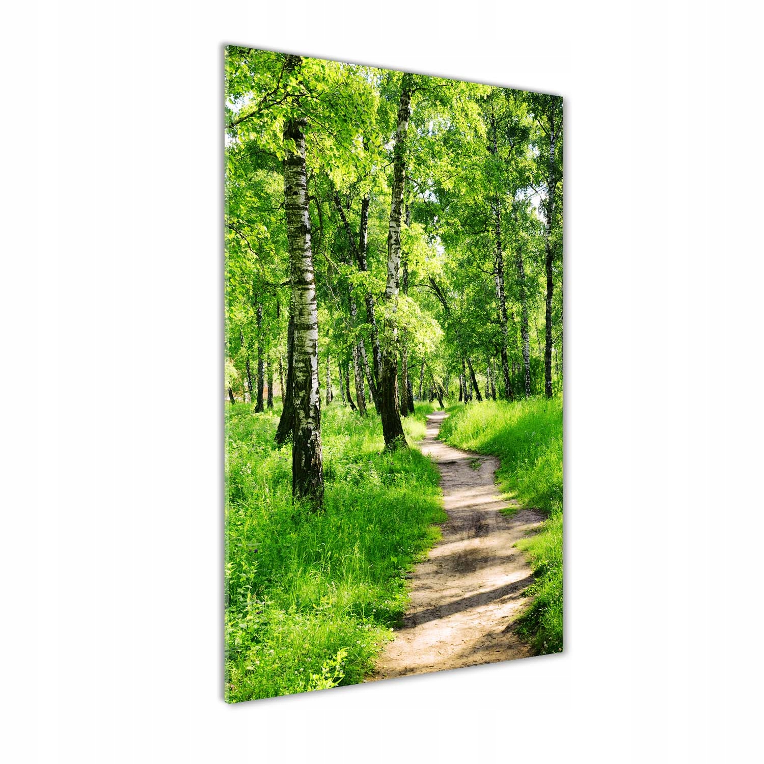 

Foto obraz szkło hartowane Las brzozowy 50x100 cm