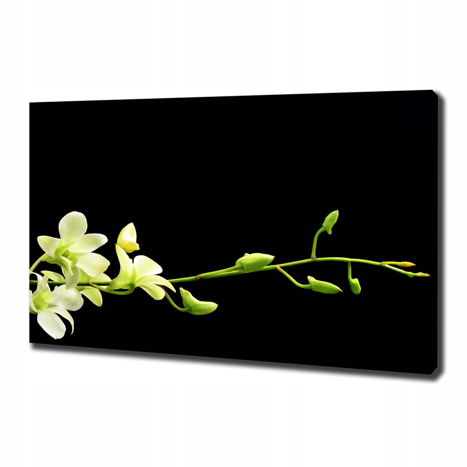 

Foto obraz canvas na ścianę Orchidea 100x70 cm