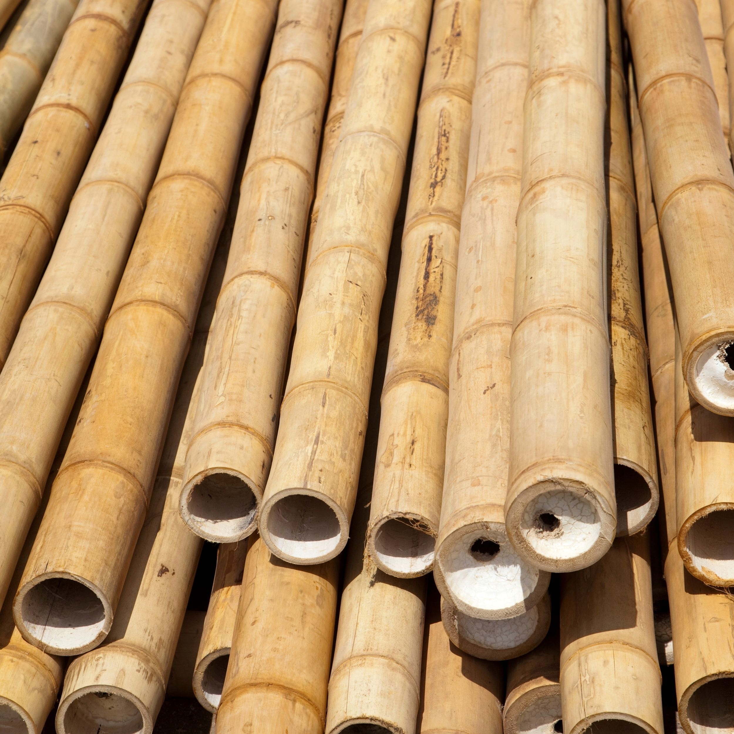 BioBamboo Stick tyczka bambusowa 30cm 16-22mm bambus Producent inna