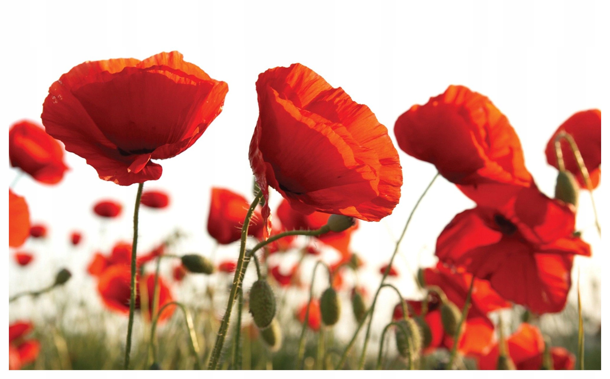 Fototapeta vlies Červené Maky jemnosť prírody akcent 416x254 lepidlo