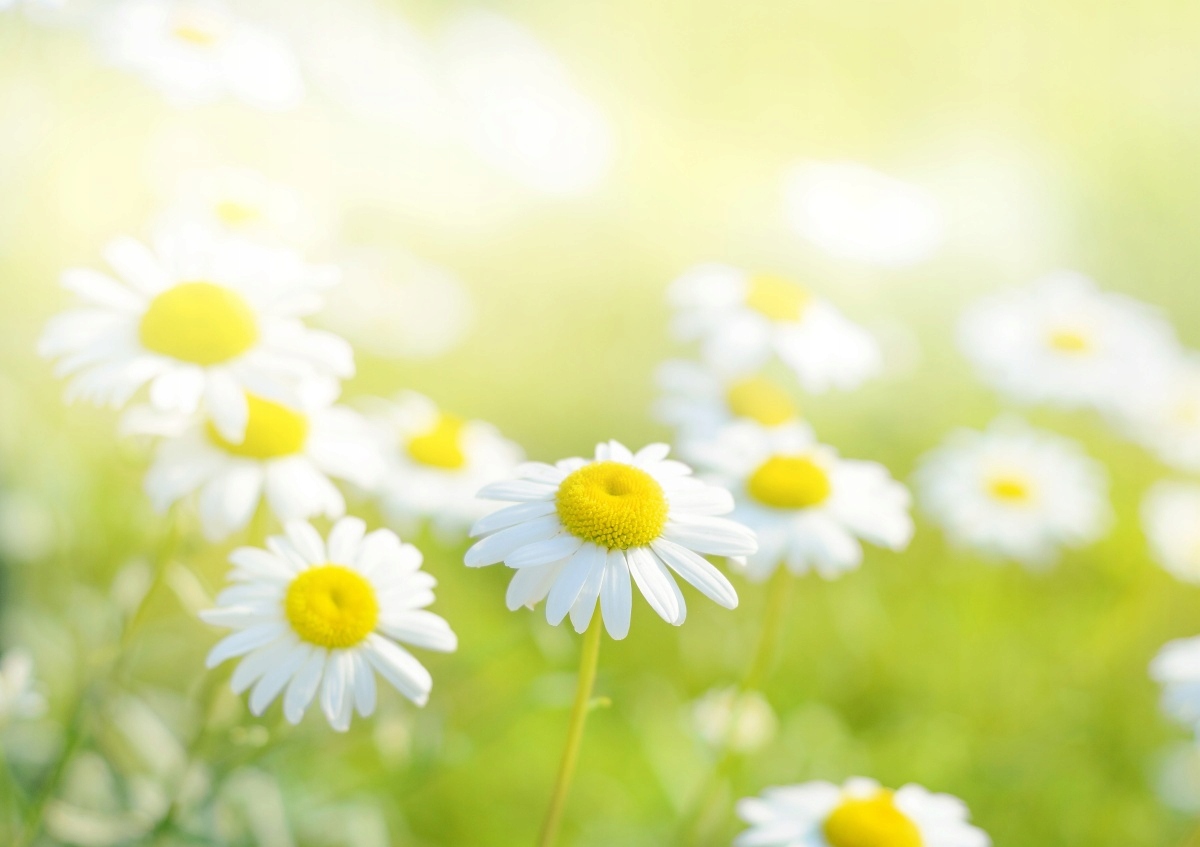 

Fototapeta Flizelinowa Stokrotki Łąka 208x146