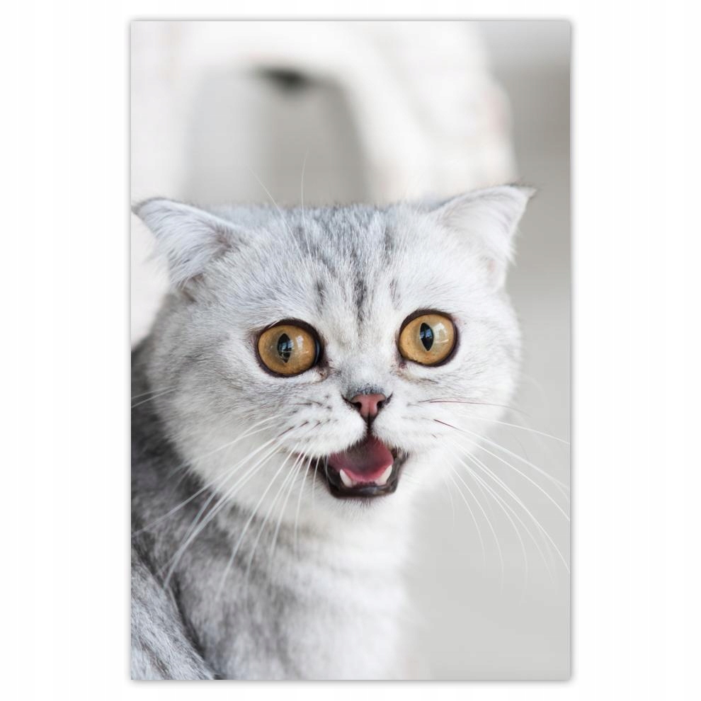 

Plakaty 40x60 Kot Kotek Koty Kicia
