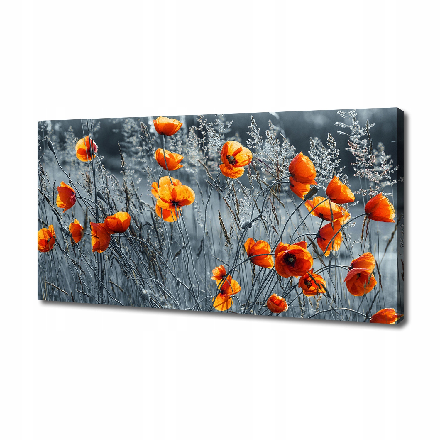 

Foto obraz canvas na ścianę Polny mak 140x70 cm