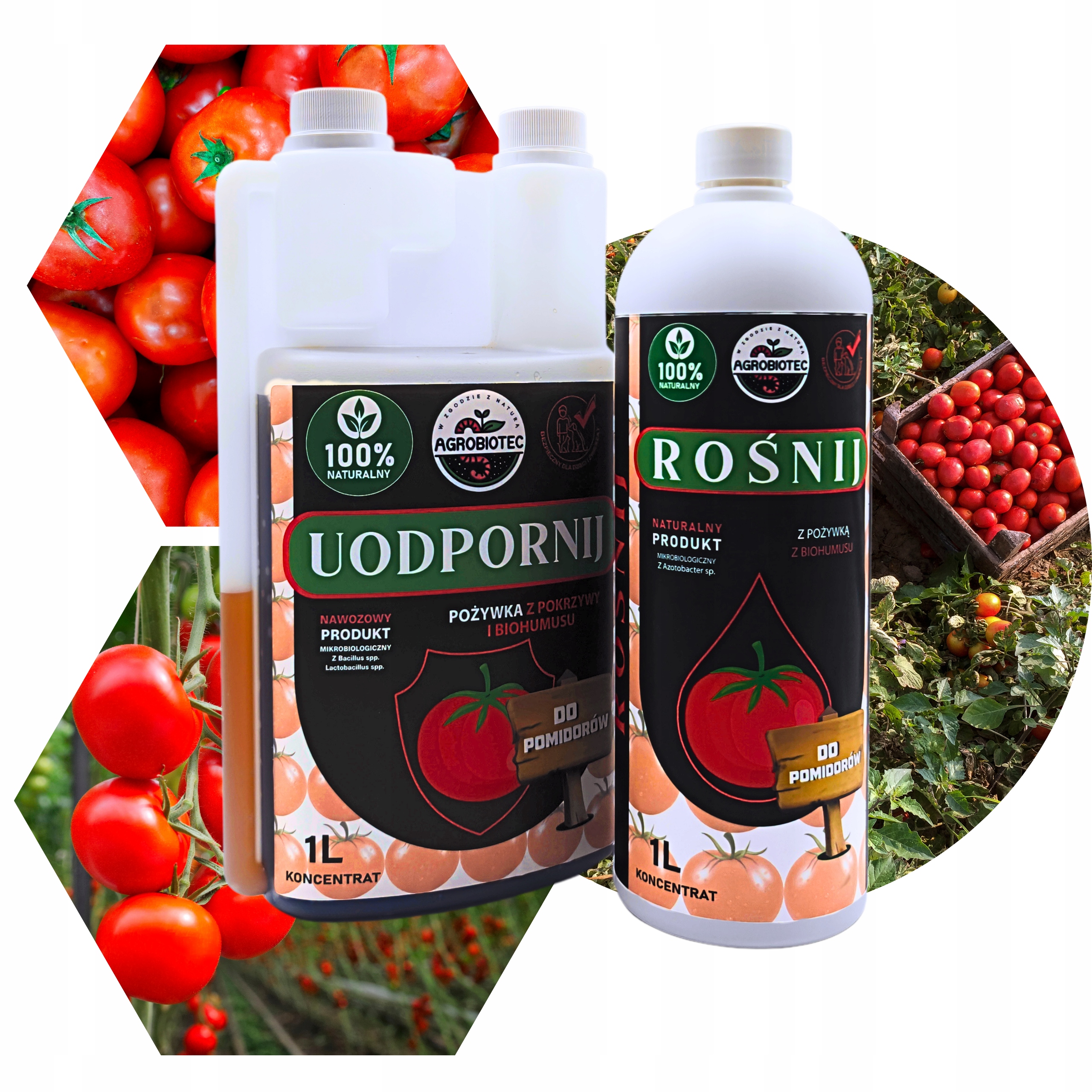 Nawóz Dla Pomidorów Koncentrat Bioaktywny: Azotobacter Bacillus