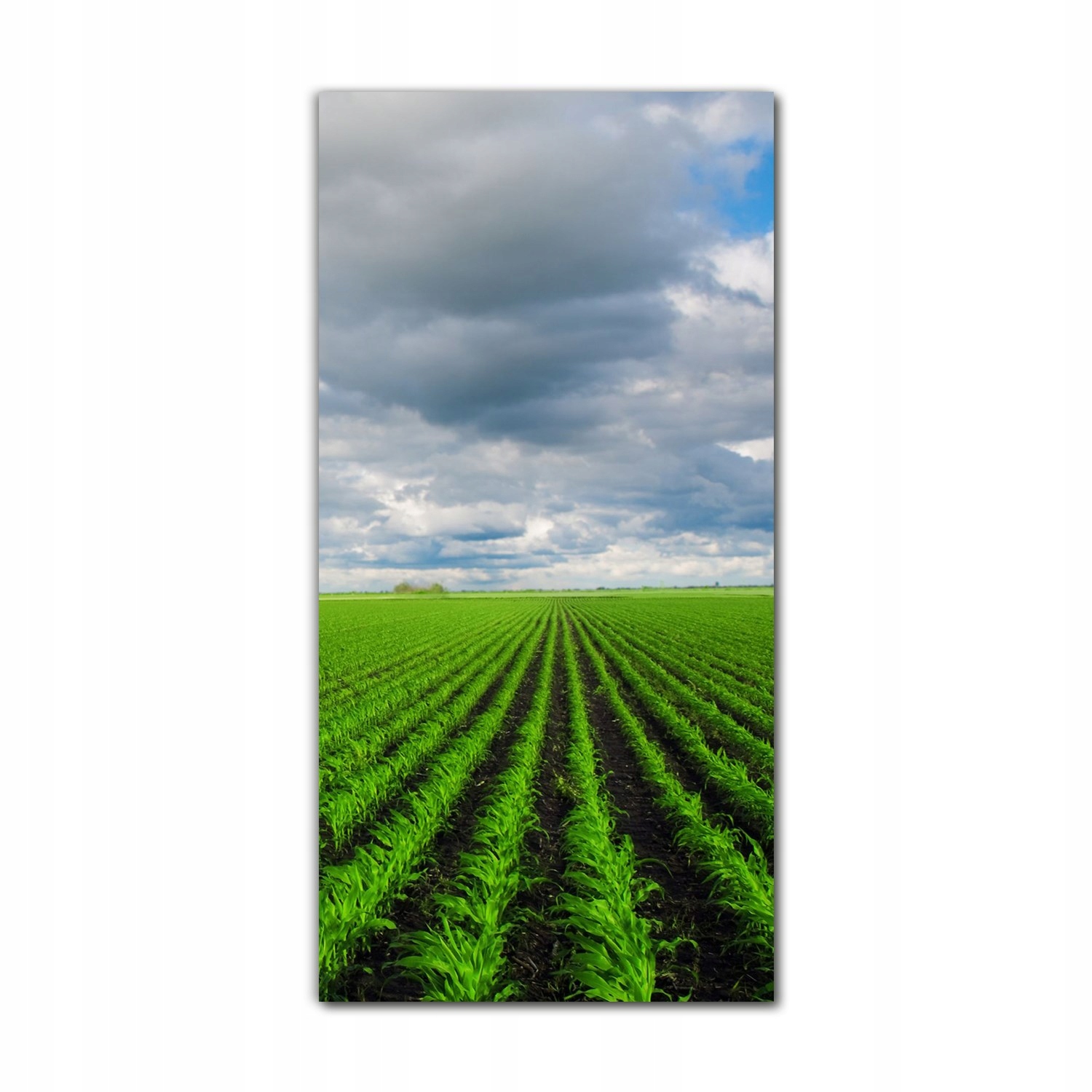 

Foto szklane do kuchni 70x140 Zielone pola natura